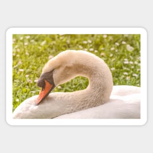 Sleeping Mute Swan Sticker